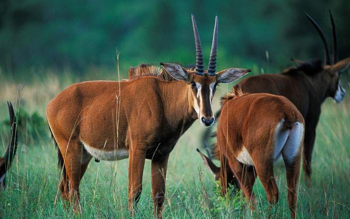 Shimba_Hills_National_Reserve_003