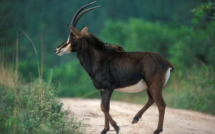 Shimba_Hills_National_Reserve_012