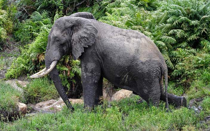 Shimba_Hills_National_Reserve_022