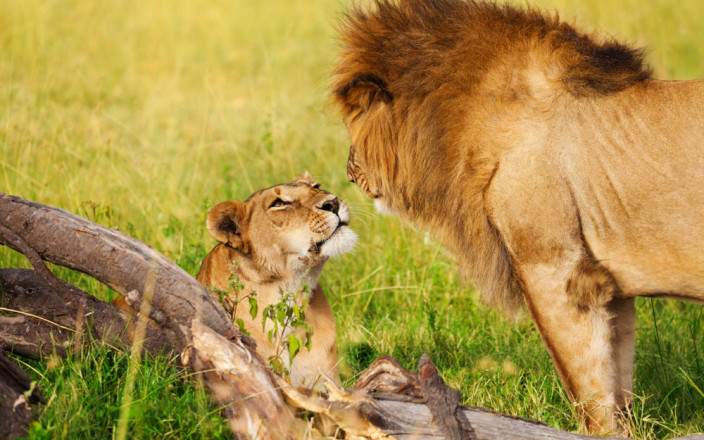 Amboseli_National_Park_058
