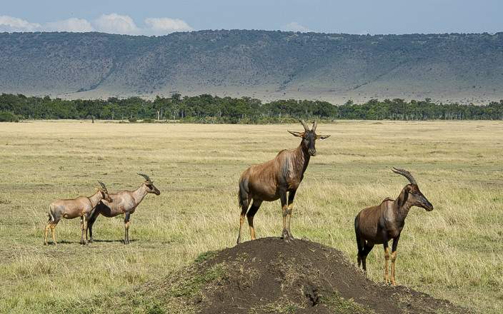 Greater_Masai_Mara_Ecosystem_002