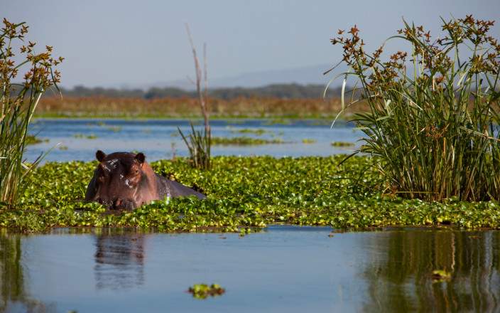 Lake_Naivasha_018