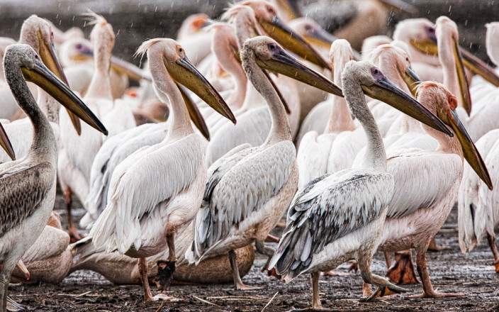Lake_Nakuru_National_Park_010