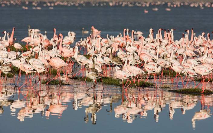 Lake_Nakuru_National_Park_022