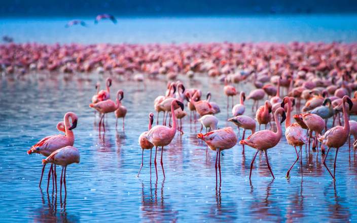 Lake_Nakuru_National_Park_034