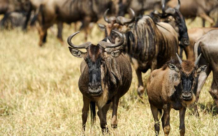 Masai_Mara_National_Reserve_025