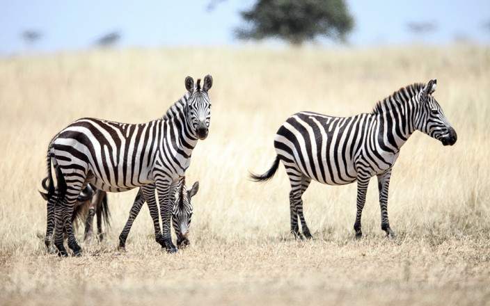 Masai_Mara_National_Reserve_065 (1)