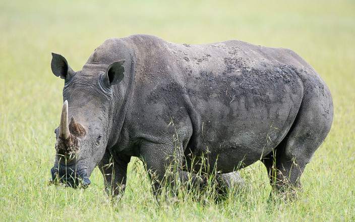 Ol_Pejeta_Conservancy_010