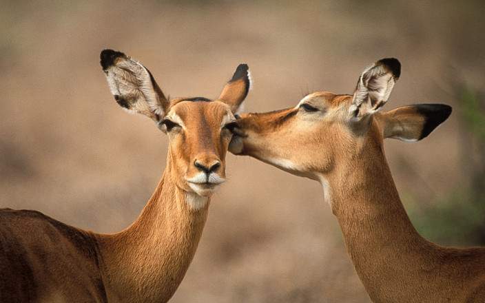 Samburu_National_Reserve_008
