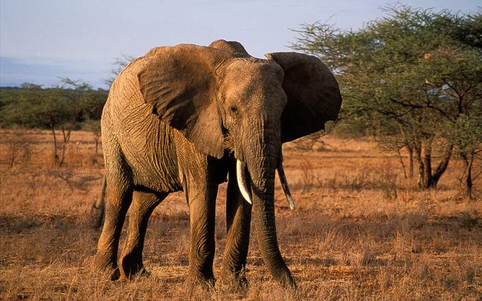 Samburu_National_Reserve_014