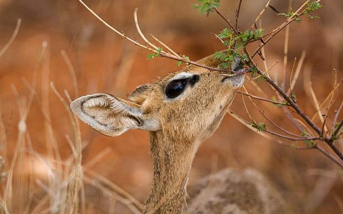 Samburu_National_Reserve_016