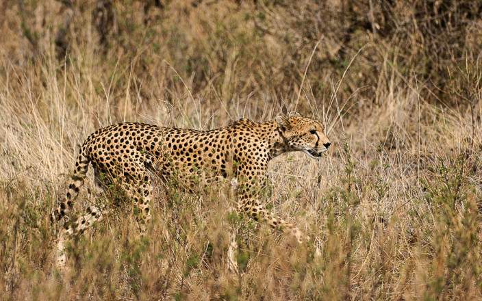 Samburu_National_Reserve_017