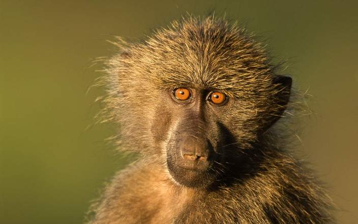 Samburu_National_Reserve_020