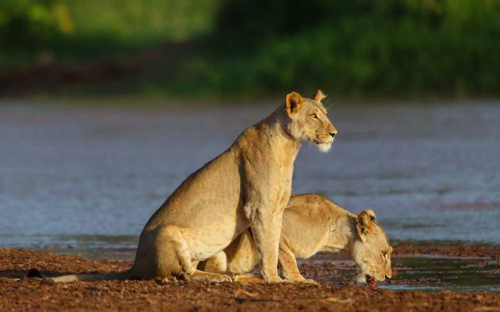 Samburu_National_Reserve_028