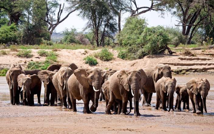 Samburu_National_Reserve_031