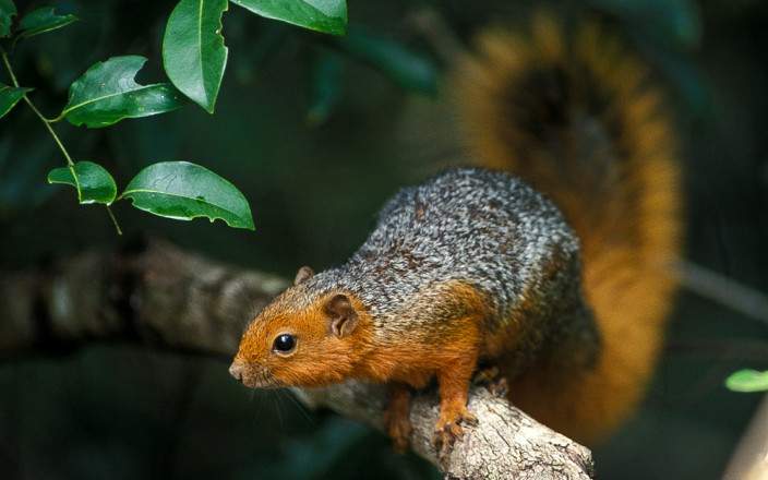 Shimba_Hills_National_Reserve_001