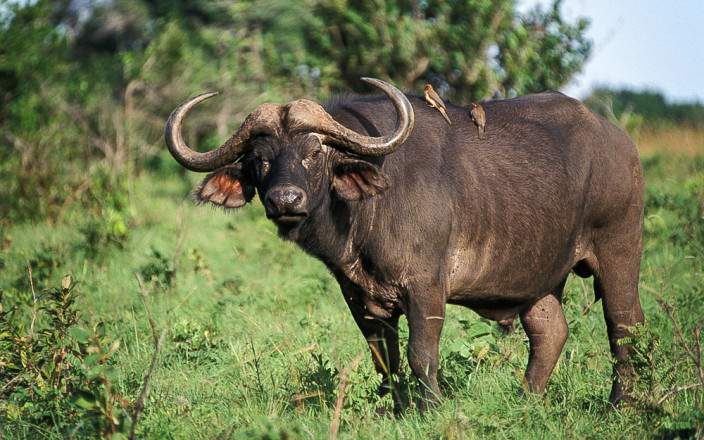 Shimba_Hills_National_Reserve_009