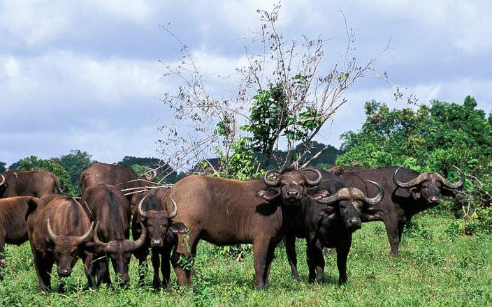 Shimba_Hills_National_Reserve_011