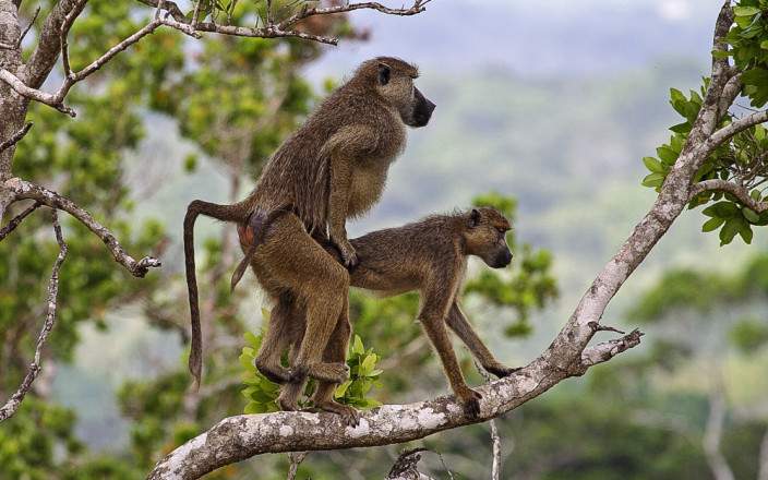 Shimba_Hills_National_Reserve_024